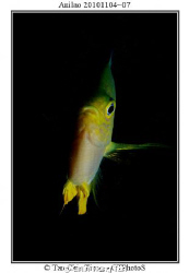 A fish in Philippine Sea, one strobe. by Chin Tiong Tan 